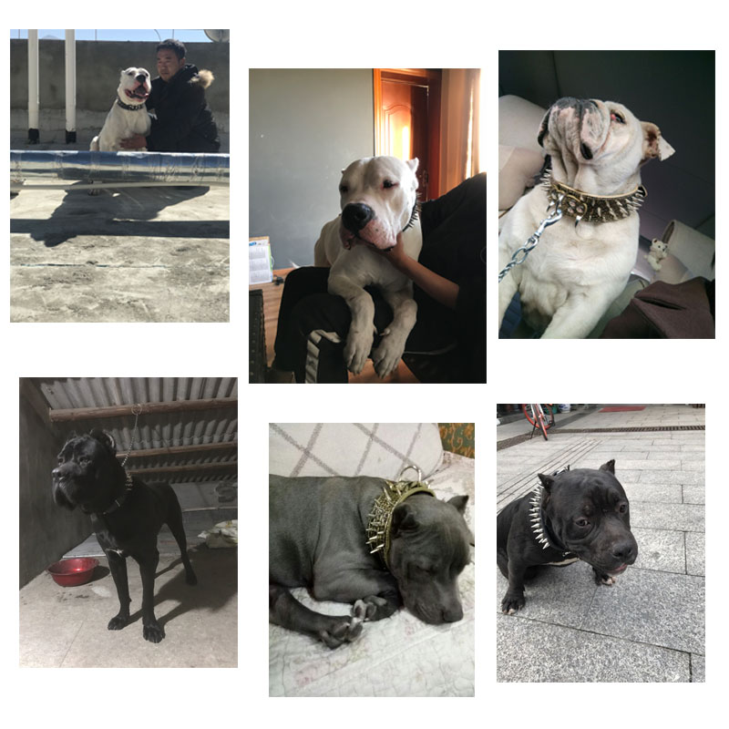 中大型犬狗狗猛犬项圈铆钉卡斯罗恶霸犬防咬脖圈杜高马犬狼狗脖套：保护爱宠安全，彰显霸气风范！