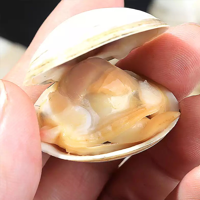 鲜活白蛤：海鲜界的“清流”，你知道怎么挑吗？