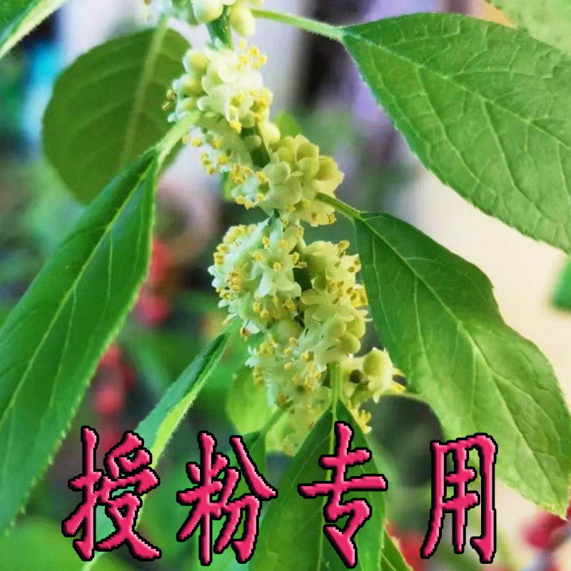 北美冬青盆栽树苗：雄株公树鲜花红果的秘密，冬季盆景中的发财果