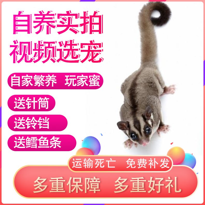 蜜袋鼯纯白萌宝，网红宠物预定开启！