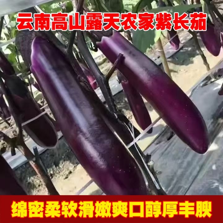 云南高山露天紫色长茄子：时令蔬菜里的“紫宝石”，新鲜现摘整箱包邮！