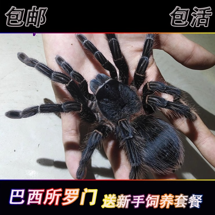 祁one秘鲁金环粉趾小母：稀有高端大型金色温顺宠物，你值得拥有！✨