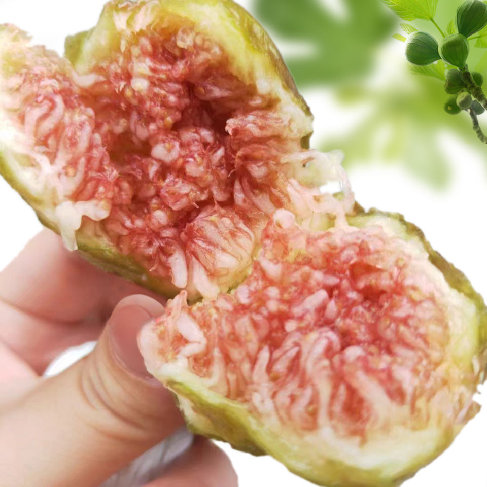 新鲜无花果芭劳奈：24枚现摘现发，软糯香甜，守护心血管健康新选择！✨
