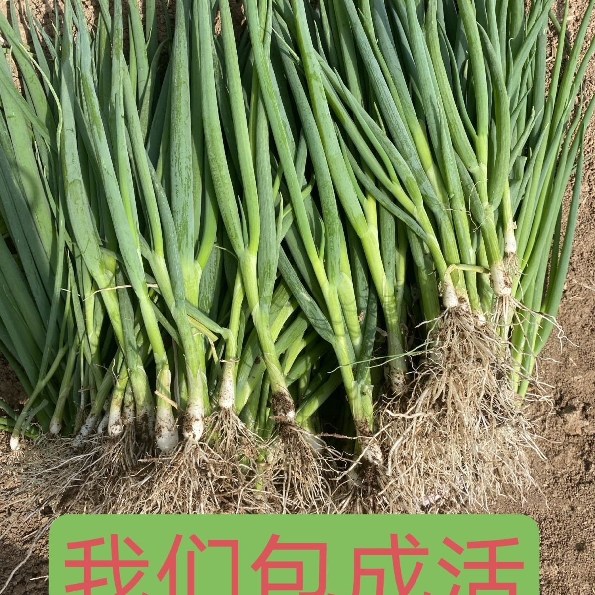 河南长白杆铁杆大葱苗：种植新手也能轻松驾驭的葱秧子王者！