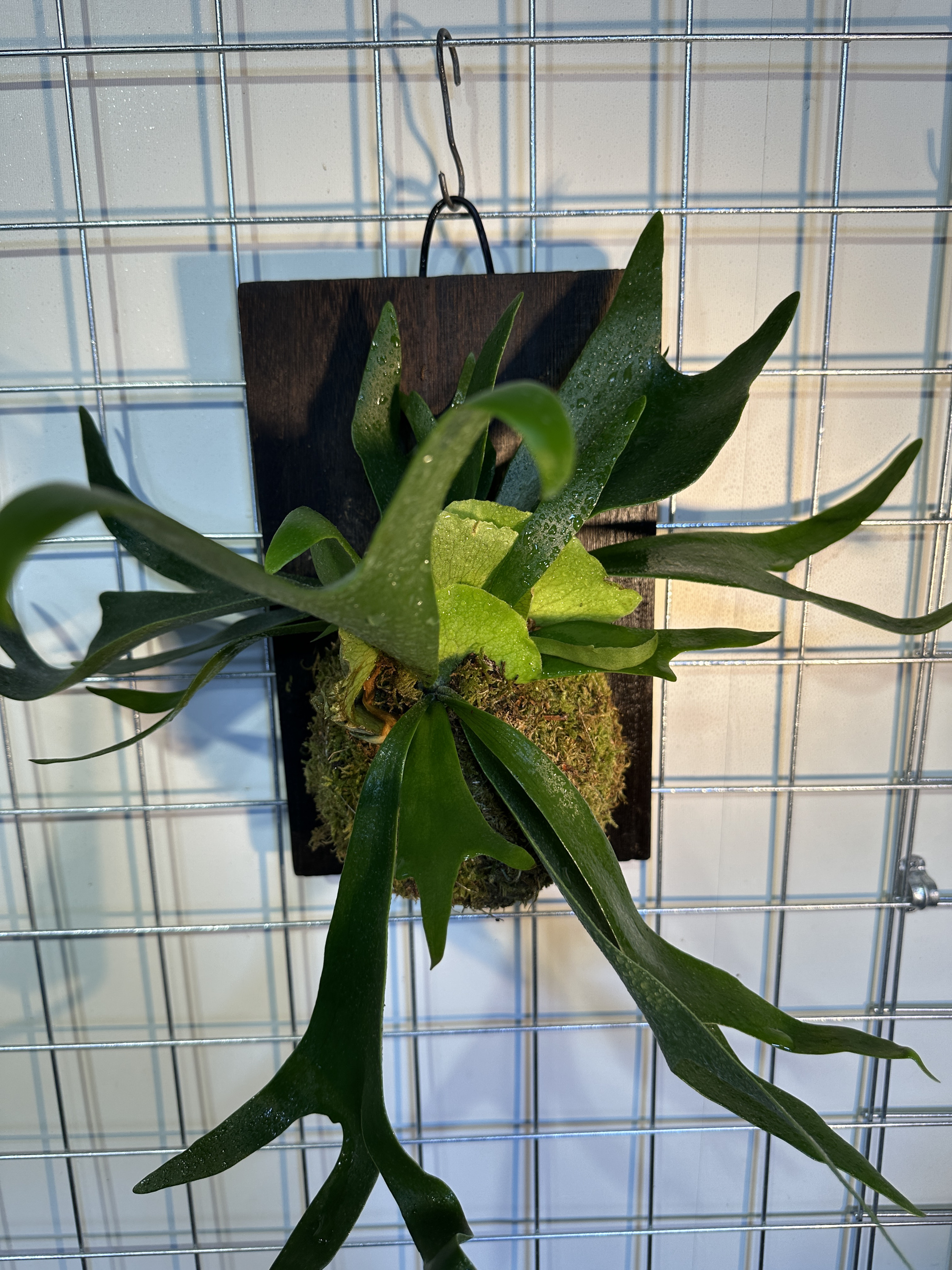 实木鹿角蕨+空气凤梨：打造梦幻绿植挂饰，304不锈钢壁挂相框植物吊篮定植攻略