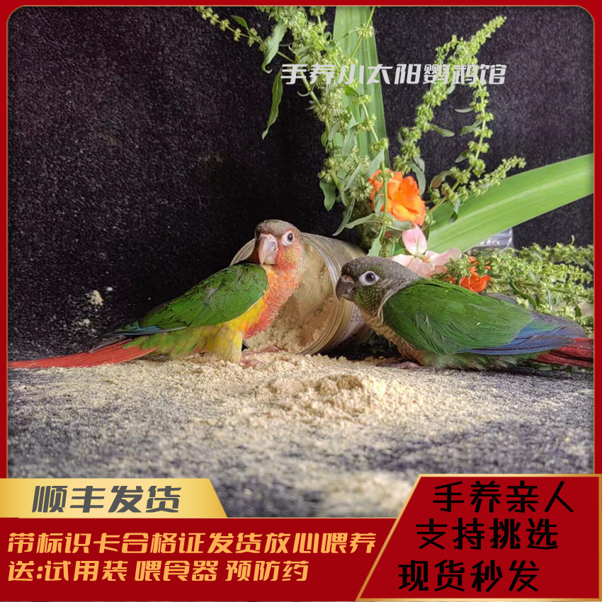 八尺龙马具太香了！骑马侧缰副缰真的能调教出好马？这波必须冲！✨