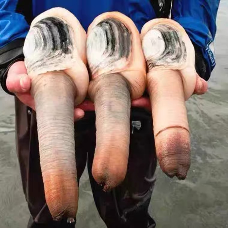 2斤1只鲜活加拿大象拔蚌，刺身级海鲜新宠，吃货们快冲啊！️