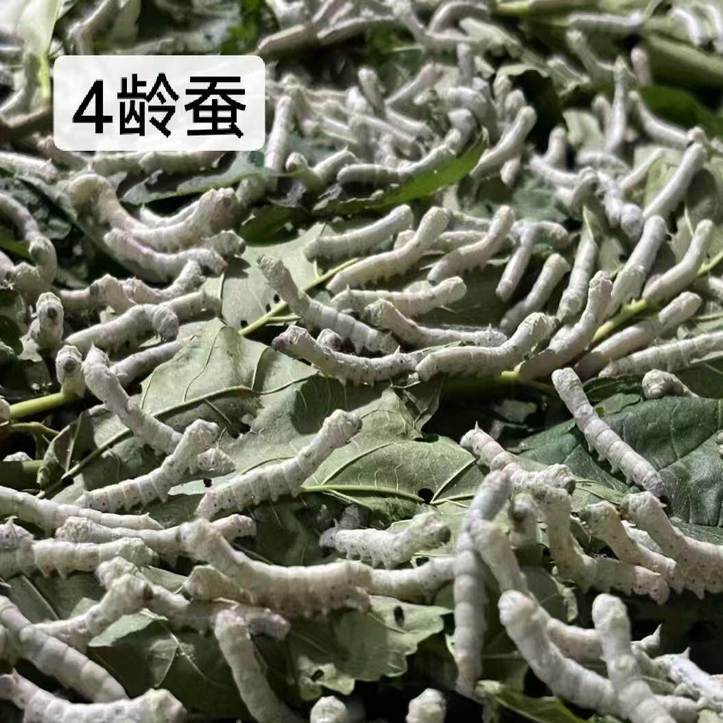 如何选择适合学生的蚕宝宝观察饲养套装？