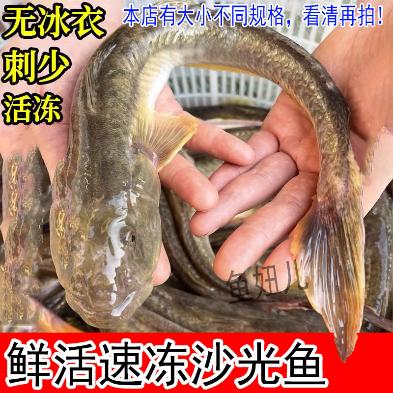 新鲜海捕沙光鱼 vs 胖头鱼：滋补红烧油炸烧汤，哪种更胜一筹？