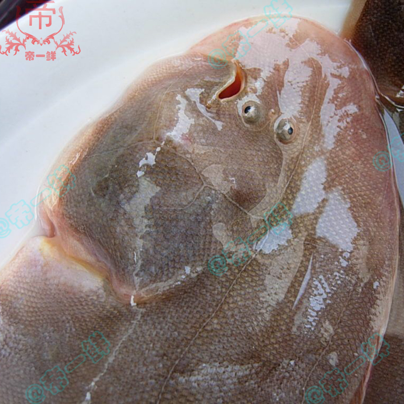 鲜活多宝鱼新鲜比目鱼大菱鲆：海洋美味，速冻锁鲜，让你在家也能享受海鲜盛宴！✨