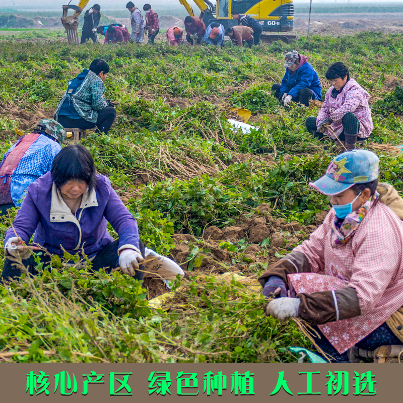 怀牛膝500g：河南焦作特产，特级品质，养生必备！