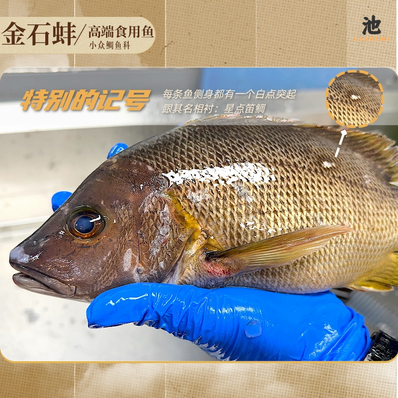 金石蚌特色刺身：炙烧鲷鱼带皮，Q弹口感的秘密武器！