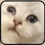 Yome1.00 绿色版