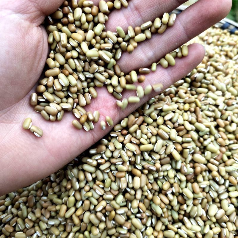 贵州新鲜饭豆农家自种赤小豆：养生界的宝藏！