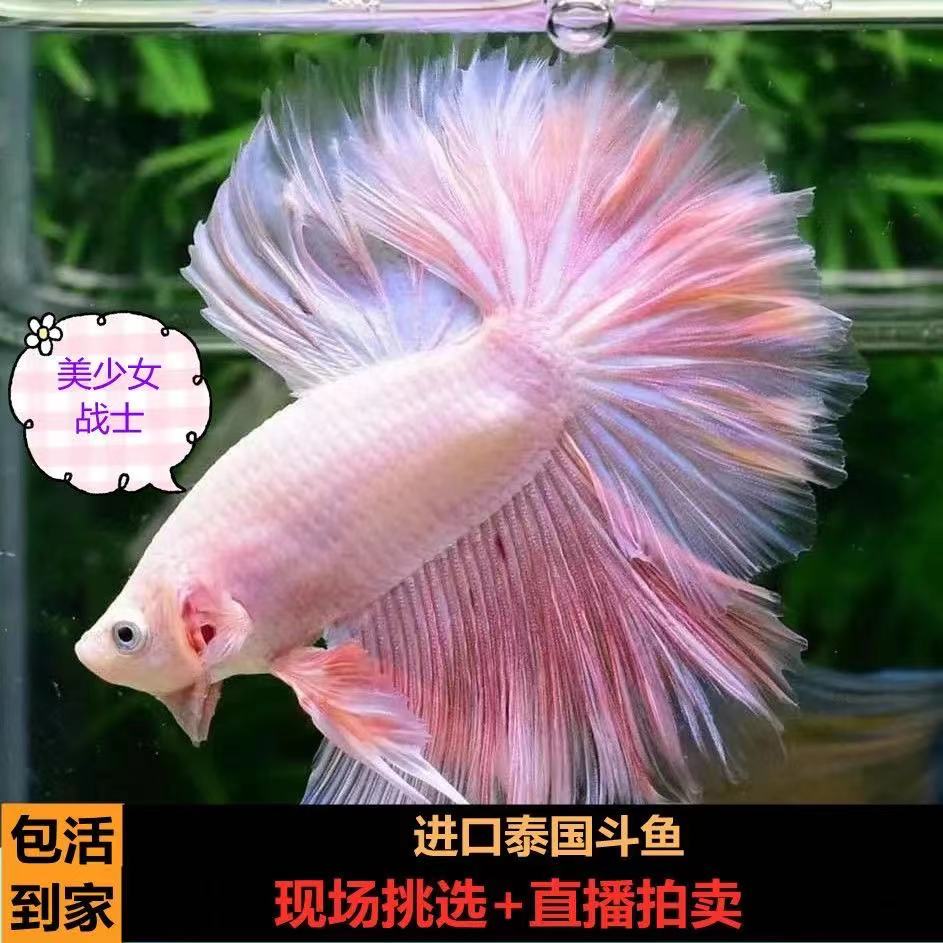 斗鱼直播王者荣耀板块为何如此火爆？有哪些热门主播和玩法推荐？