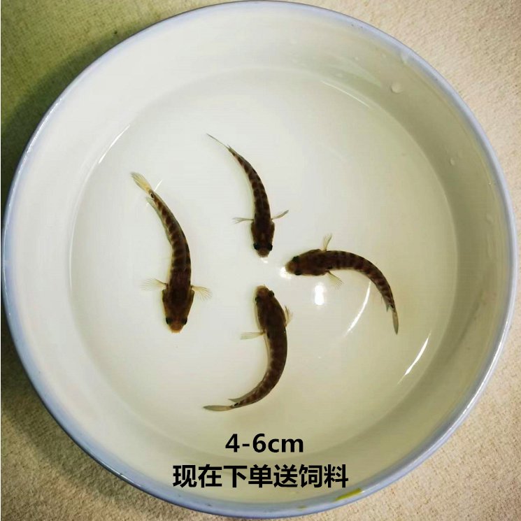 七星雷龙鱼苗月鳢山斑鱼花星张公鱼锦鲤金鱼：冷水淡水观赏鱼全攻略！