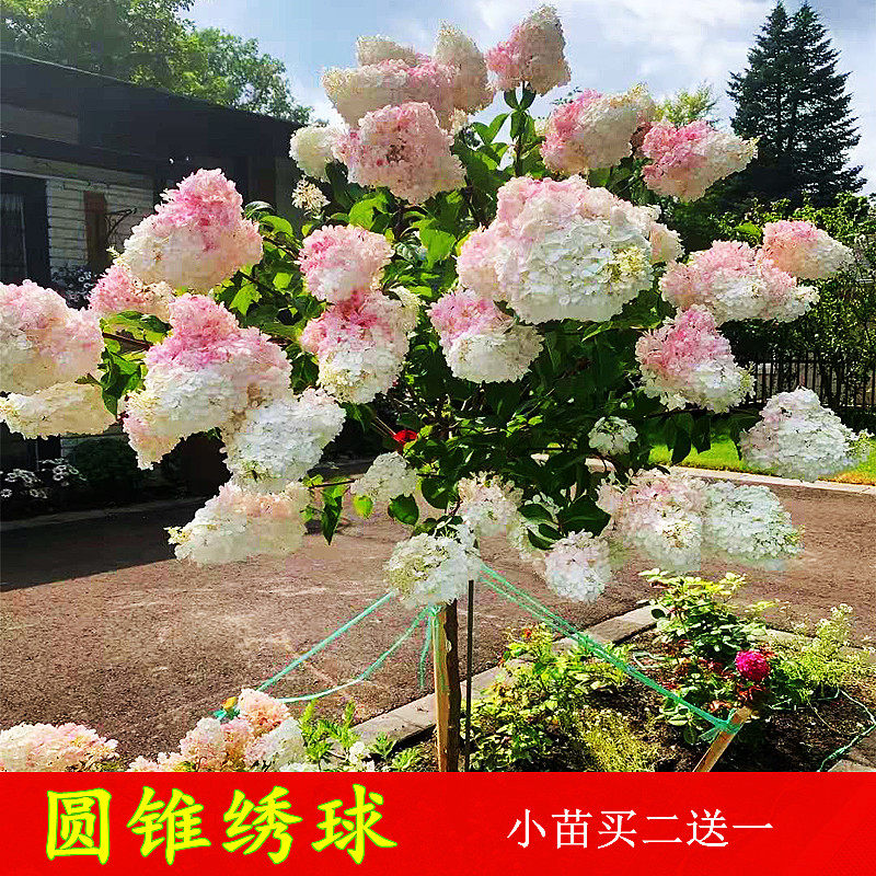 阳台庭院如何挑选合适的圆锥绣球？