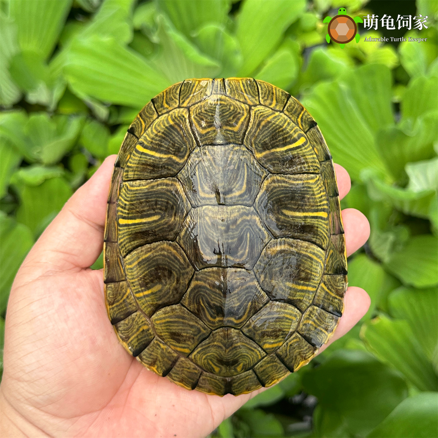 耐活大巴西乌龟：冷水养殖的超大宠物龟，产蛋种龟的秘密生活！