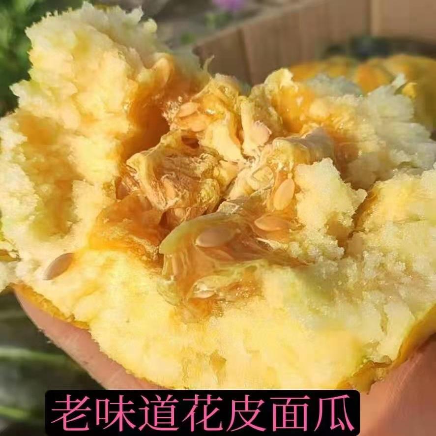 山东老面瓜：黑皮、花皮、黄皮，哪一种才是你心中的微甜水果采摘圣地？
