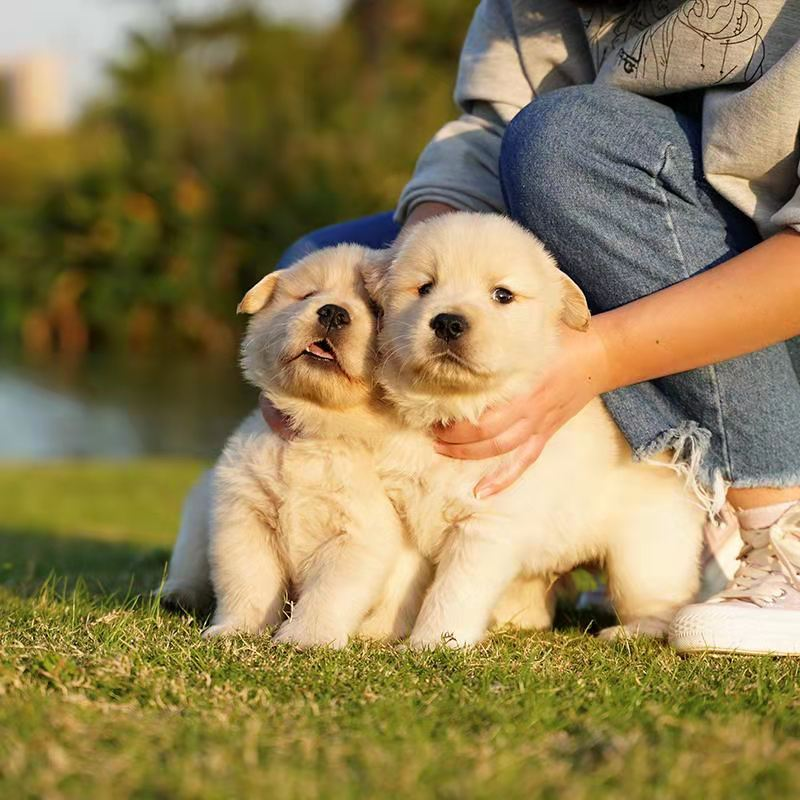 纯种金毛幼犬：大骨架双血统，萌化你的心！