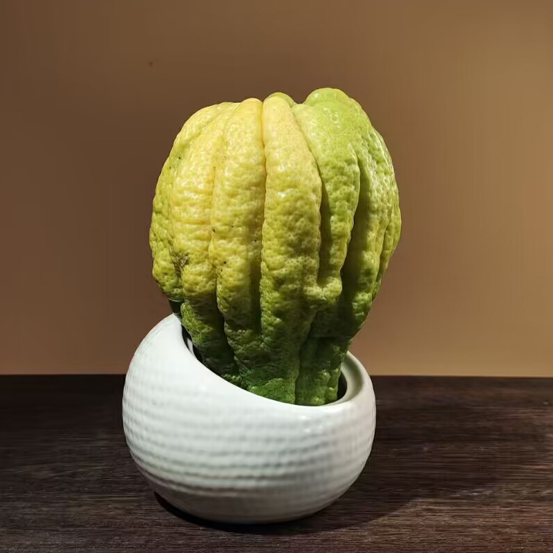 四川佛手柑鲜果：药食两用，现摘水培，清新观赏必备！