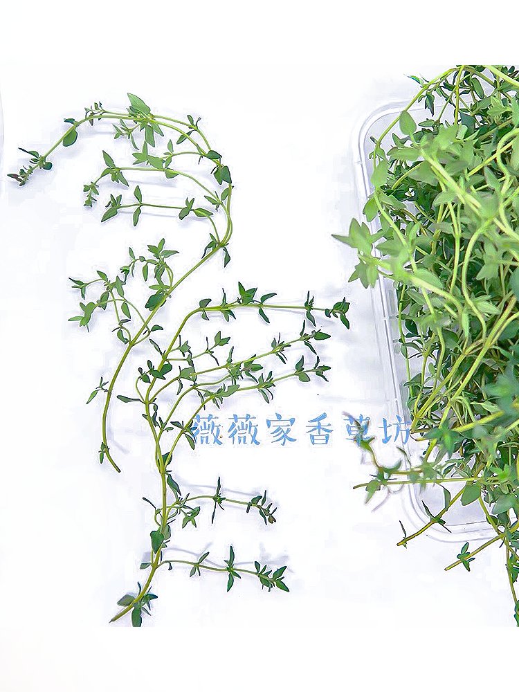 云南百里香太绝了！西餐烧烤必备！这波不买亏哭
