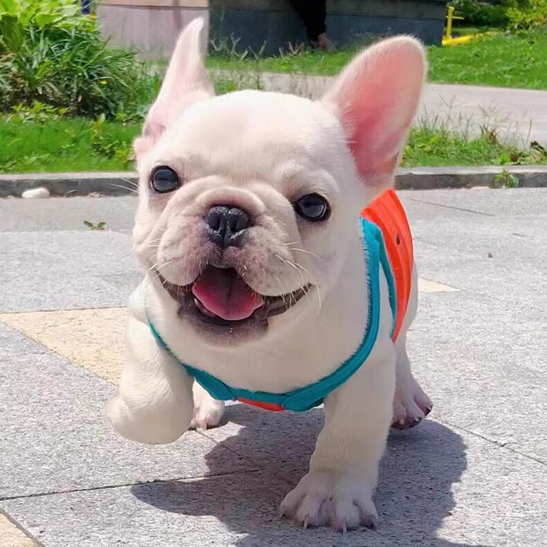 纯种法斗幼犬：蓝牛黑牛奶油色，萌化你的心，快来领养吧！