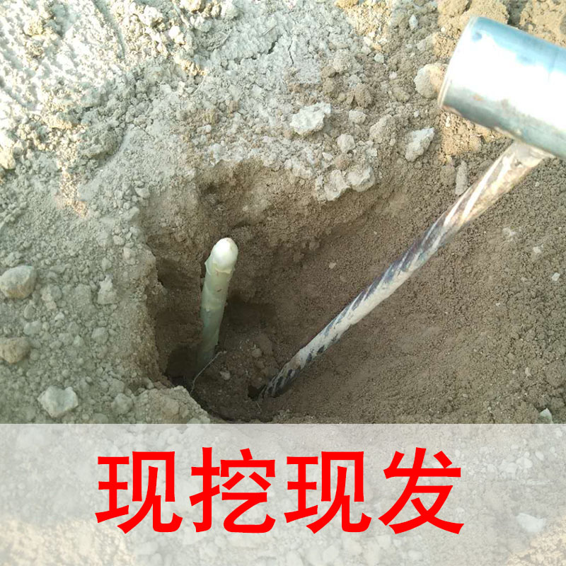 山东头茬芦笋太绝了！新鲜到爆汁！这波不买真的亏大了