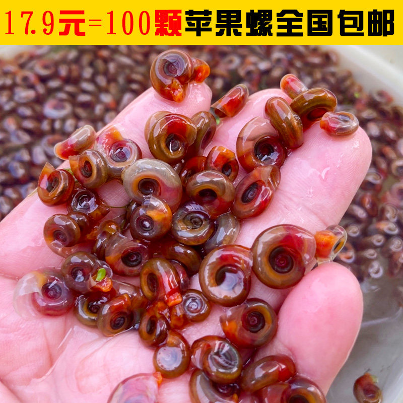 Erronea succincta 冻果宝螺适合什么样的装饰风格？