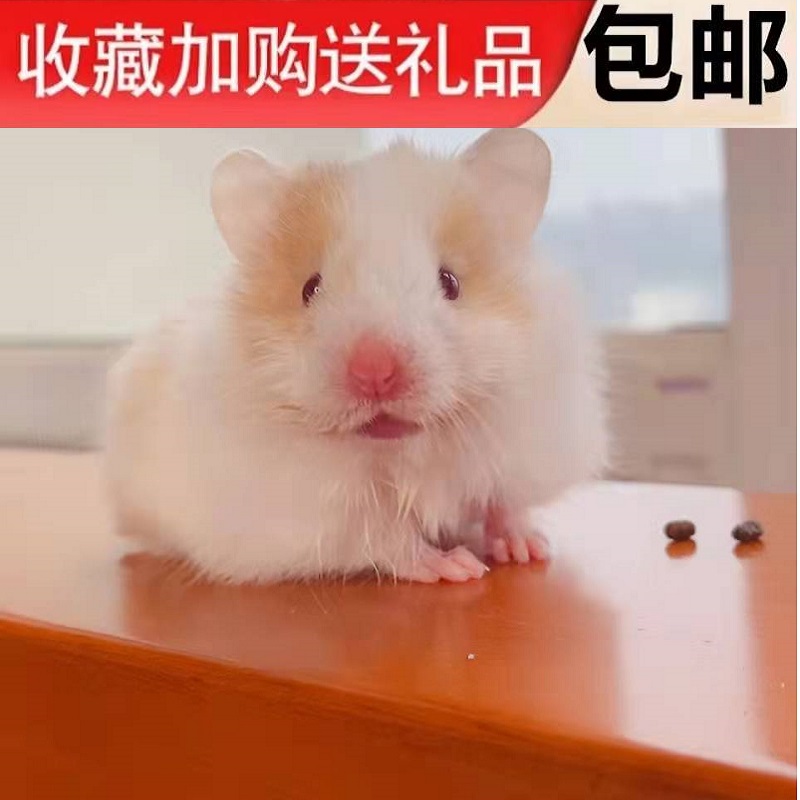小苍鼠活物三线银狐布丁不咬人！送笼子金丝熊仓鼠太可爱了！萌到心化