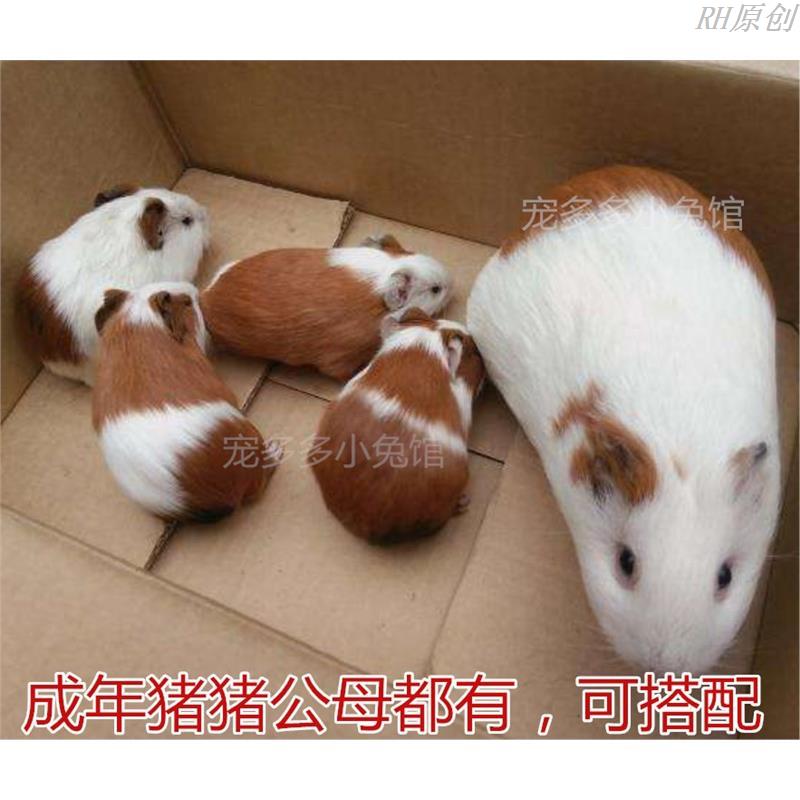 宠物活体短顺毛种猪豚鼠荷兰猪：萌翻天的小伙伴，你值得拥有！