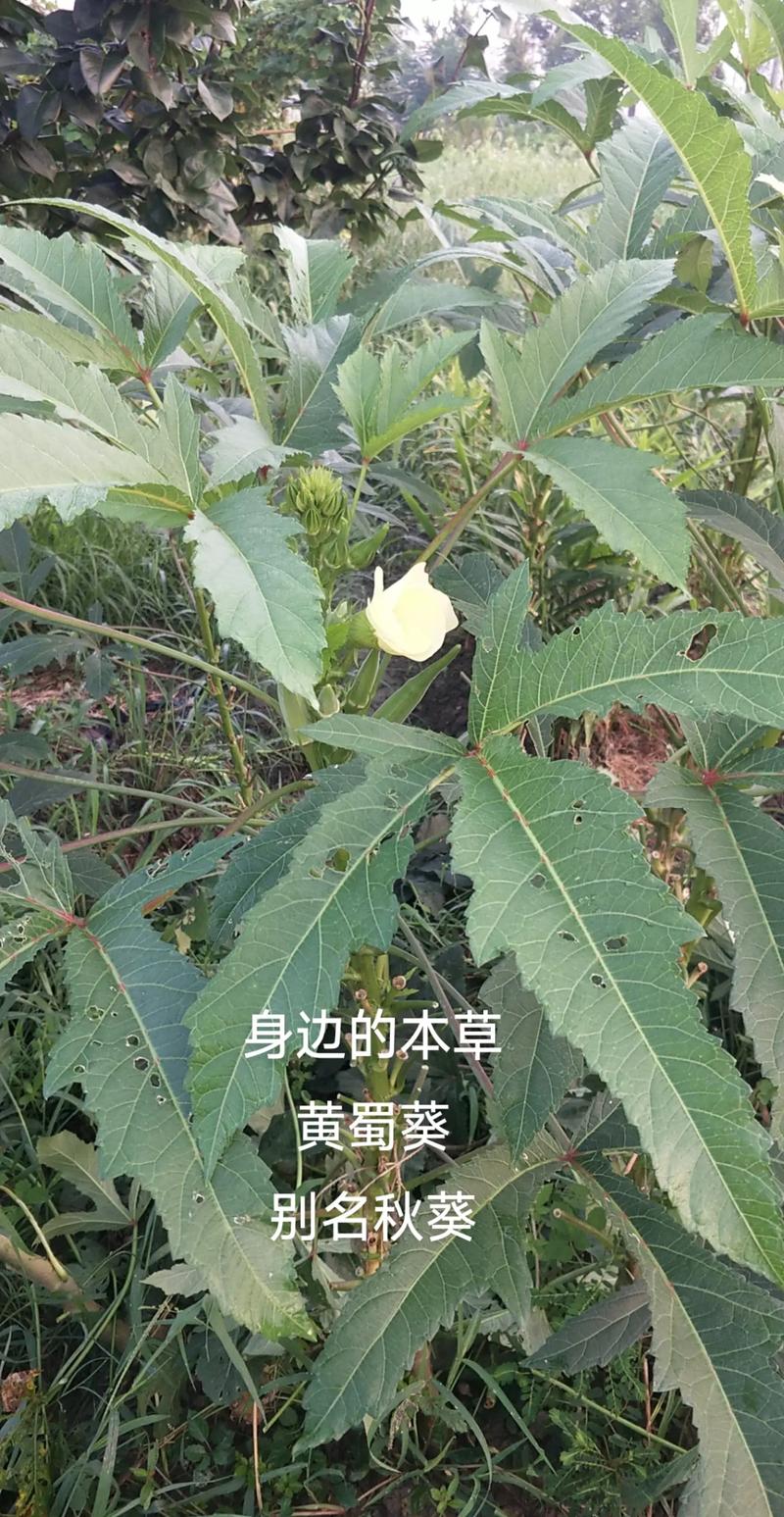 黄蜀葵花的功效与作用,黄蜀葵花的功效与作用及禁忌