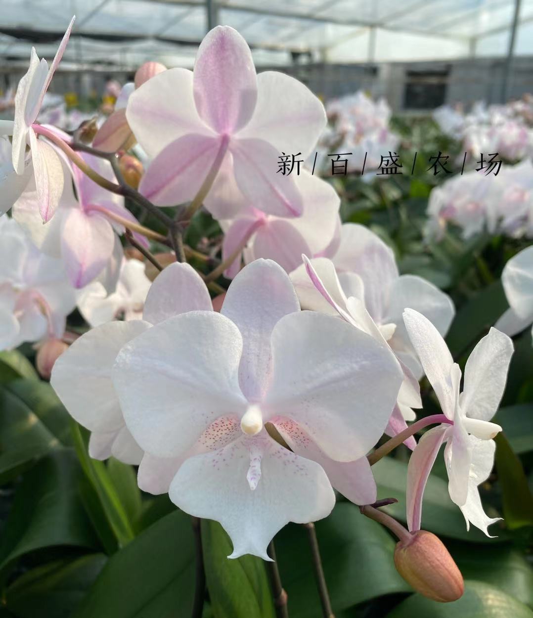 艾莹兰花苗紫云泼墨石斛兰：四季常青，桌面花卉新宠！