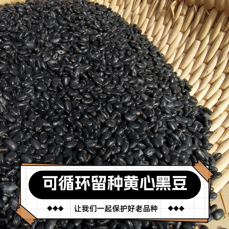 揭秘真相：有机黑玉米是否真的是转基因食品？