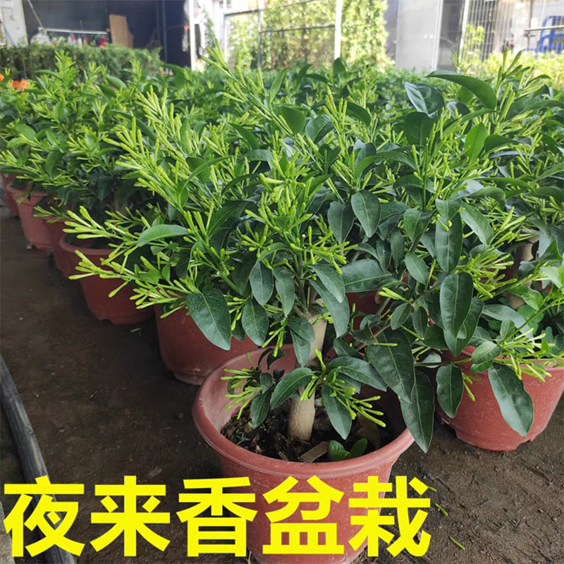 夜来香盆栽真香！驱蚊神器+颜值爆表，四季开花太绝了！