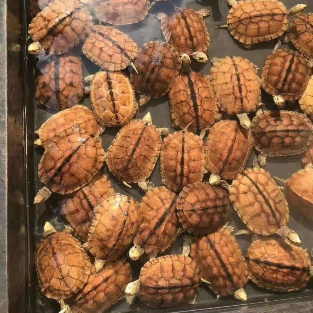 种南石金钱龟苗，网红宠物界的黄金龟，你还在等什么？✨