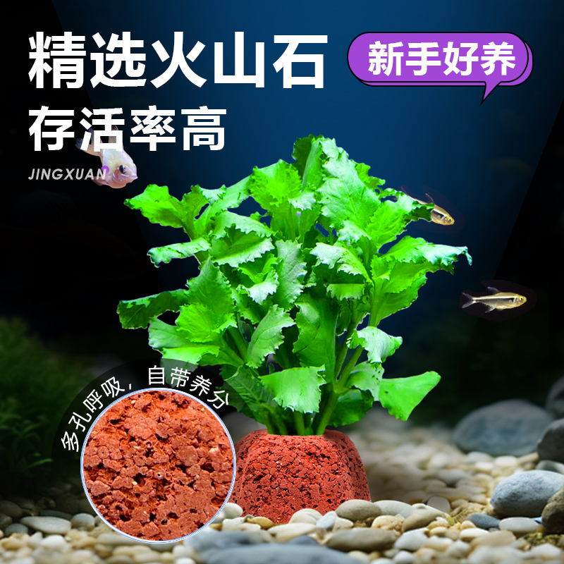 在线PH/EC电导率温度二合一水质电极探头：精准测量水质，守护你的水培乐园！