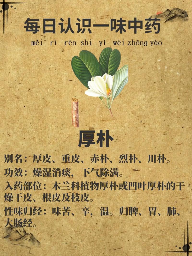 厚朴图片,厚朴——大自然的瑰宝，中医药的珍品