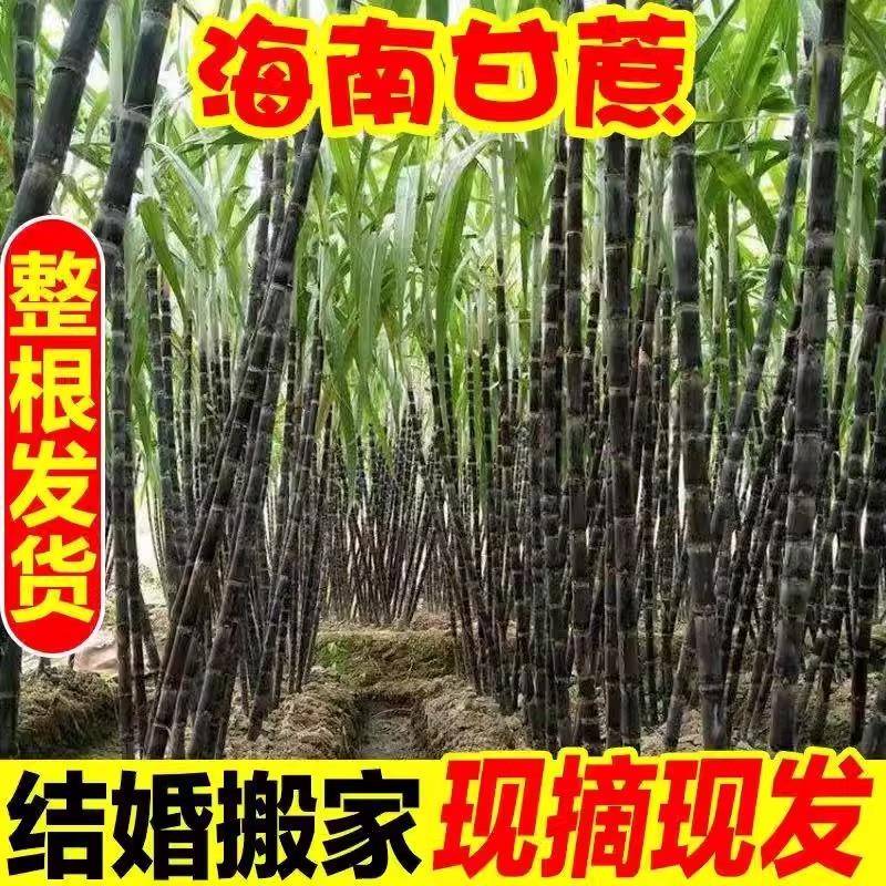整根一米六黑红皮甘蔗：甜蜜生活，从这根“幸运”甘蔗开始！