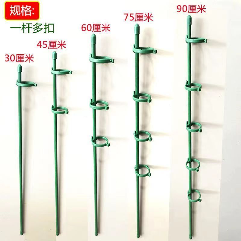 花花世界新宠：朱顶红Bj组001-080，让你的春天永不落幕