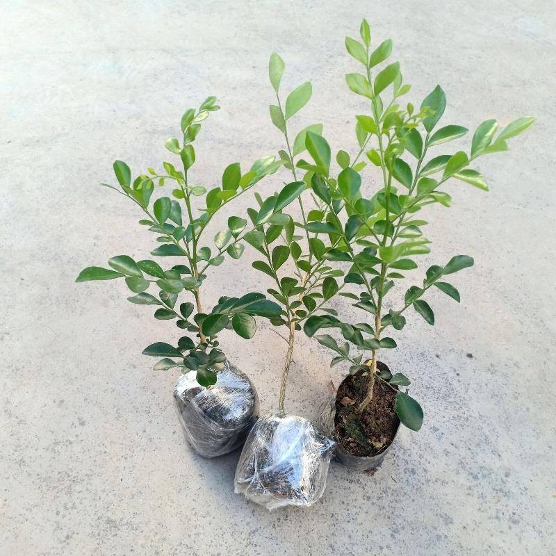 四季长青浓香花卉九里香盆栽：桌面植物新宠，花期长香气怡人绿植常青植物