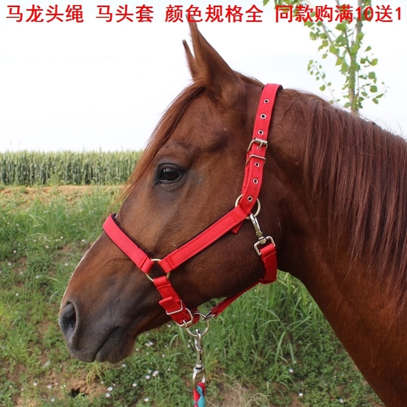 马笼套大小全解析：红色蓝色黑色头套遛马神器，马术爱好者的必备良品！