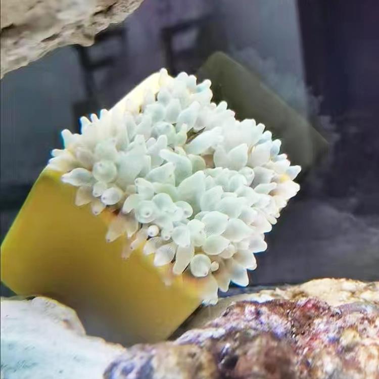 奶嘴海葵口器的秘密，小白必看！绝绝子的海洋生物小知识，拯救你的海洋科普盲区！