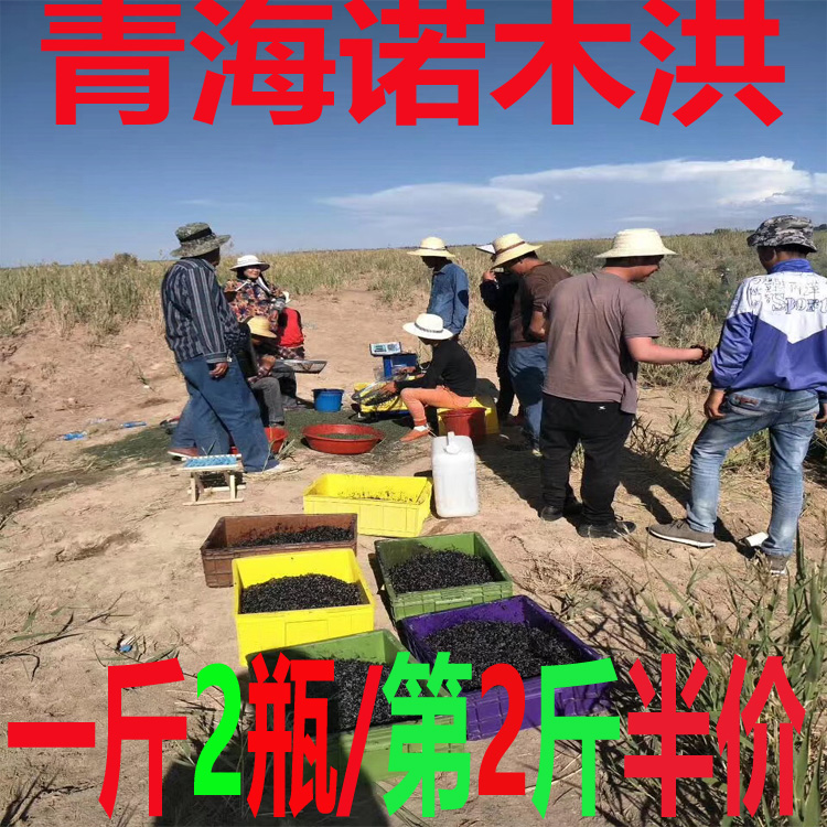药圣堂黑果枸杞100g到底有多神奇？青海海西罐装太香了！熬夜党必入