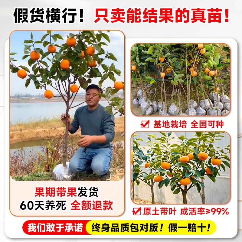 广西巧克力脆柿子9斤整箱！当季大果火晶黄硬柿冷冻发，一口爆汁太上头了