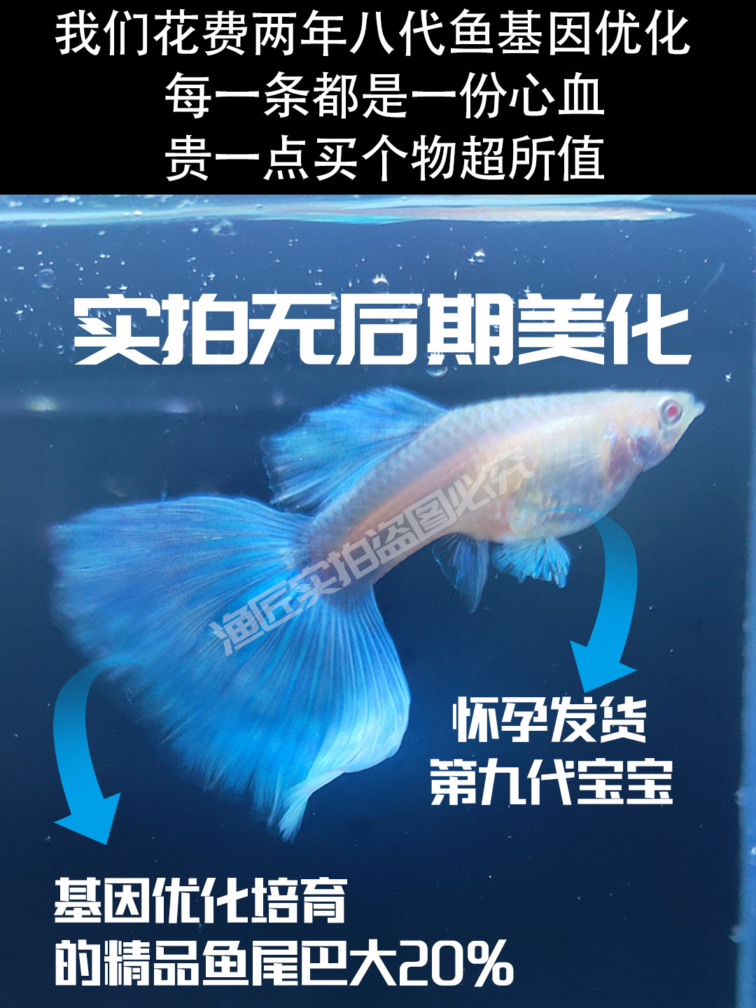 Function Art纯手绘釉下彩陶瓷孔雀密封罐：欧式风情，收藏甜蜜的艺术品！