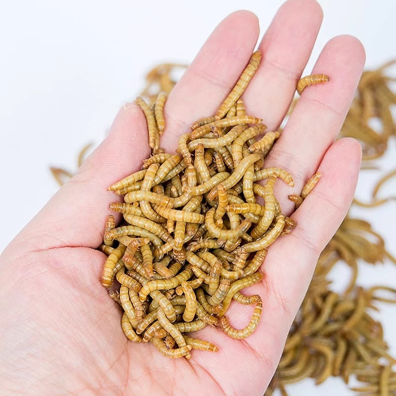 宠物喂养新选择：面包虫活虫黄粉虫，宠物美食新体验！