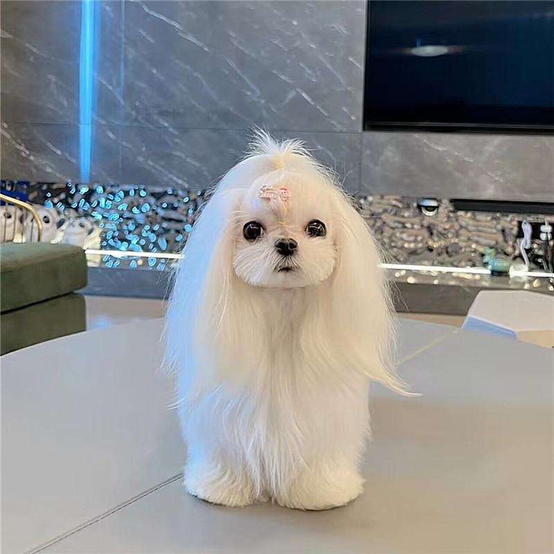 全国香港发货白色超小体马尔济斯犬幼崽约克夏茶杯犬活体宠物狗狗：如何挑选你的袖珍萌宠？