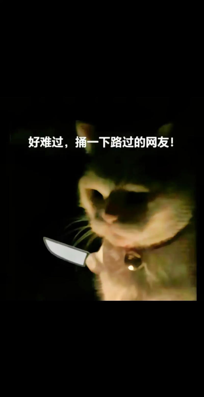 猫咪别追我,猫咪“别追我”的内心独白