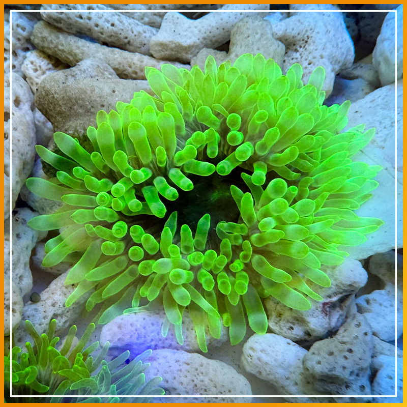 海水生物美国石葵珊瑚：海缸造景新宠，皮实好养活的小宠物